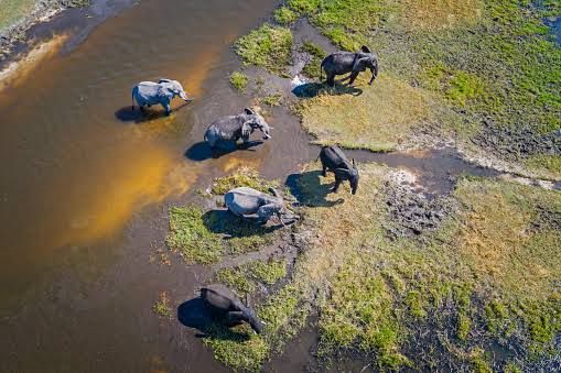 A Single Mosquito Can Topple an Elephant, A Hundred Can End a Civilization: Mosquitoes as Biological Weapons and Their Impact on History