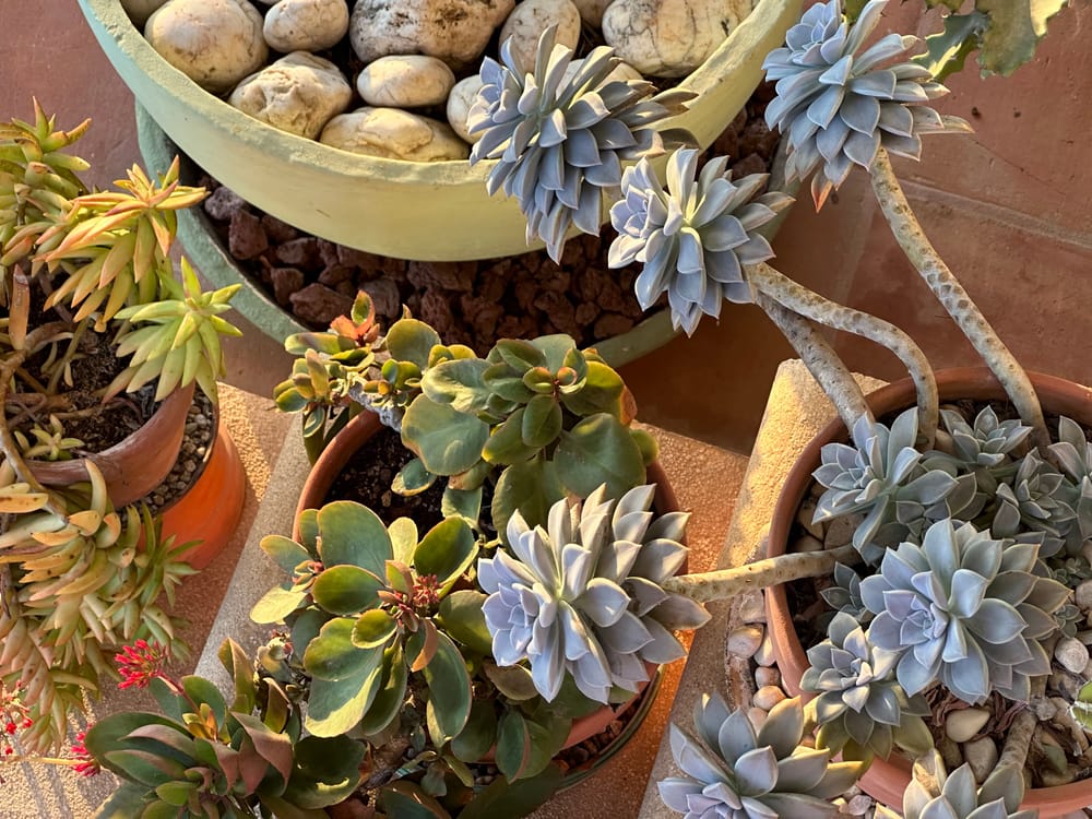 Decorative Plants That Thrive Along the Pacific Coast post image