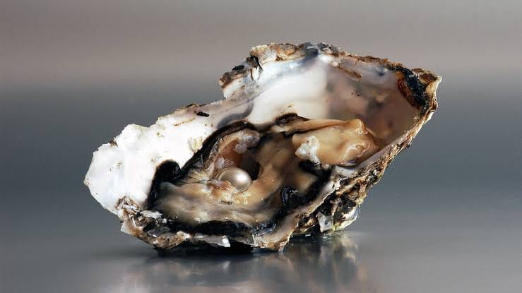 The Mystique of Marine Oysters and Pearl Farms: Delving into Vietnam's Lustrous Heritage post image