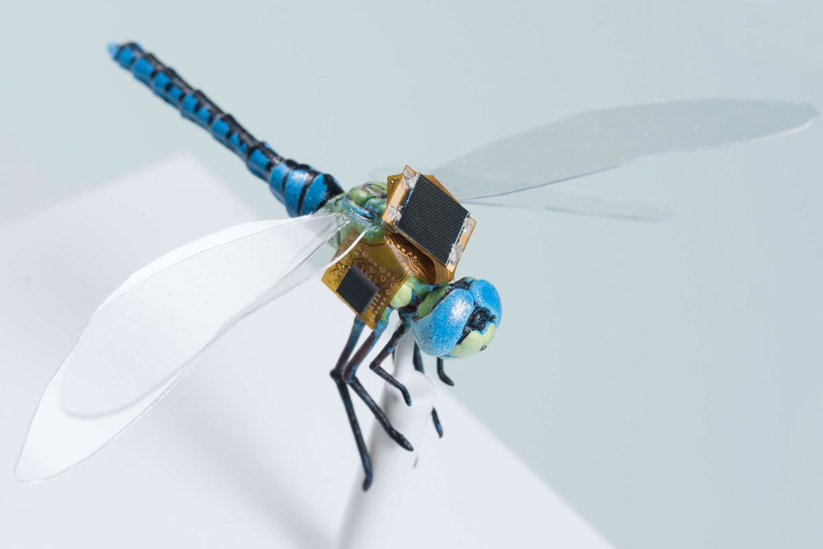 Cyborg Insects Unleashed: Tiny Flying Spies, Data-Collecting Bees, and Pesticide-Dispensing Butterflies in the World of Espionage and Agriculture