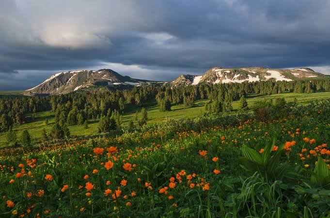 Blossoming Wonders of the Siberian Alps: The Unique Flora of Altai
