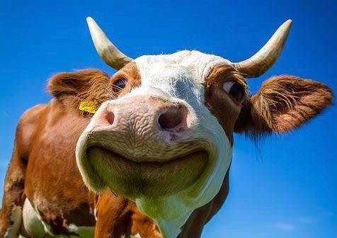Moo-Moo Crisis in Ülenurme: A Tale of Suburban Dreamers and Noisy Cows