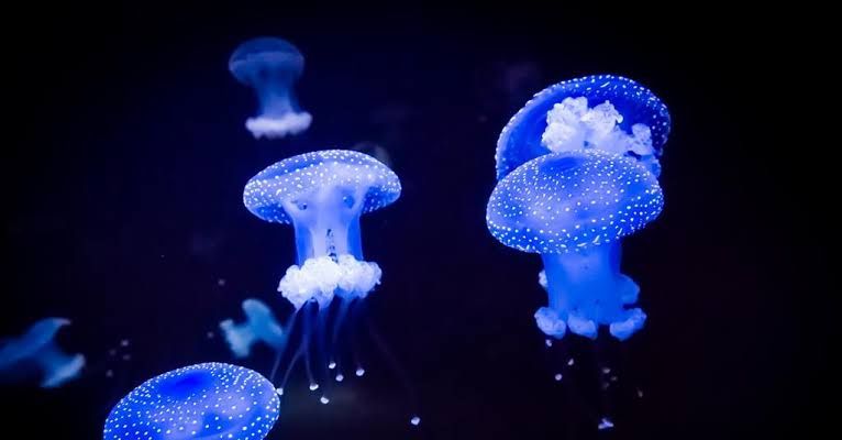 The Curious World of Bioluminescent Organisms